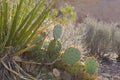 Cactus and other desert vegetation Red Rock Canyon Royalty Free Stock Photo