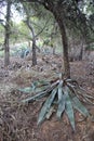 Cactus and other plants in park on Likavittos hill, Athens