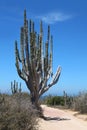 Cactus in the outback, Cabo San Lucas, Baja California Sur, Mexico Royalty Free Stock Photo