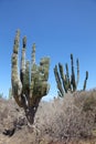 Cactus in the outback, Cabo San Lucas, Baja California Sur, Mexico Royalty Free Stock Photo
