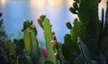 Cactus over the lake