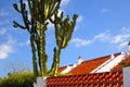 Cactus over roof