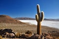 Cactus over a saltpan Royalty Free Stock Photo