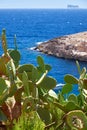 Cactus over water of Wied Zurrieq Fjord on south end of Malta is