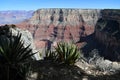 Cactus overlooking grand canyon