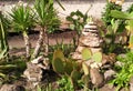 Cactus, palm tree and succulents in garden