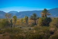 Cactus, palm trees and bushes with mountains in the background Arizona desert