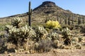 Cactus and Paloverde in the desert landscape