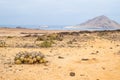 Cactus in Pan de Azucar national park in Chile Royalty Free Stock Photo