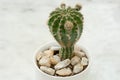 Cactus parent with offsets in white pot Royalty Free Stock Photo