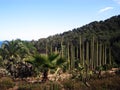 Cactus park, Barselona