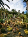 At The cactus park at Gran Canaria. Royalty Free Stock Photo