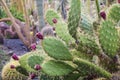 Cactus Park - Gran Canaria Royalty Free Stock Photo