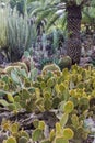 Cactus Park - Gran Canaria Royalty Free Stock Photo