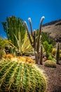 Cactus park in Gran Canaria