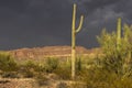 Cactus park before rain Royalty Free Stock Photo