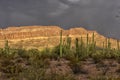 Cactus park before rain Royalty Free Stock Photo