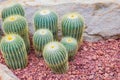Cactus - Parodia claviceps (Cactaceae) copyspace on the right