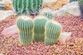 Cactus - Parodia claviceps (Cactaceae)