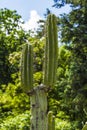 Cactus Royalty Free Stock Photo