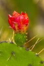 Cactus Royalty Free Stock Photo