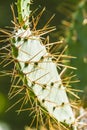 Cactus Royalty Free Stock Photo