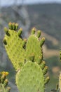 Cactus Royalty Free Stock Photo