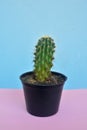 Cactus on pastelpink and blue background, Minimal concept