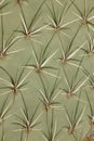 Cactus pattern