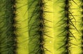 Cactus pattern Royalty Free Stock Photo