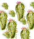 Cactus pattern Vector watercolor. Summer exotic texture. Tropic collection painted styles