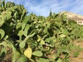 Cactus peal landscape Royalty Free Stock Photo