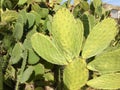 Cactus peal Royalty Free Stock Photo