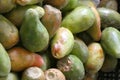 Cactus Pears