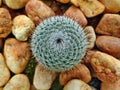 Cactus with pebble stones Royalty Free Stock Photo