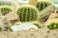 Cactus with pebble stones Royalty Free Stock Photo