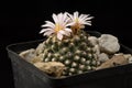Cactus Pediocactus knowltonii with flower isolated on Black.