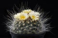Cactus Pediocactus paradinei with flower on black.
