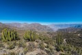 Cactus peruvian Andes at Arequipa Peru