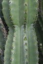 Cactus / Peruvian apple cuctus