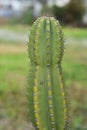 Cactus / Peruvian apple cuctus