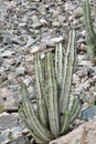 Cactus from the Peruvian Pacific coast 8