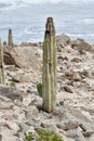 Cactus from the Peruvian Pacific coast 3