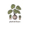 Cactus, philodendron and succulent doodle style hand drawn logo concept for plants and flowers delivery service.