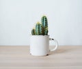 Cactus pilosocereus azureus house plant in cup on wooden desk