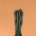 Cactus on pink background, minimal creative life Royalty Free Stock Photo