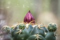 Cactus pink bud