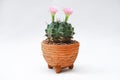 Cactus with pink flower in a clay pot on white background. Royalty Free Stock Photo