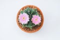 Cactus with pink flower in a clay pot on white background. Royalty Free Stock Photo