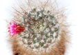 Cactus with pink flower